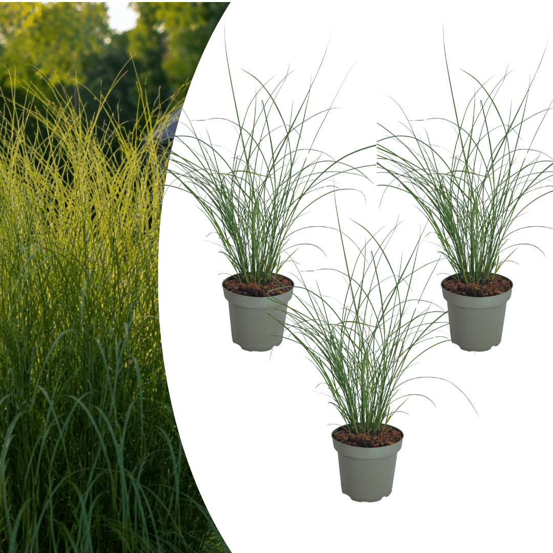 Chinaschilf Gracillimus kaufen | 3× Miscanthus, Ø 12 cm - Wurzelwerk Design