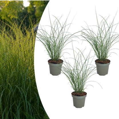 Chinaschilf Gracillimus kaufen | 3× Miscanthus, Ø 12 cm