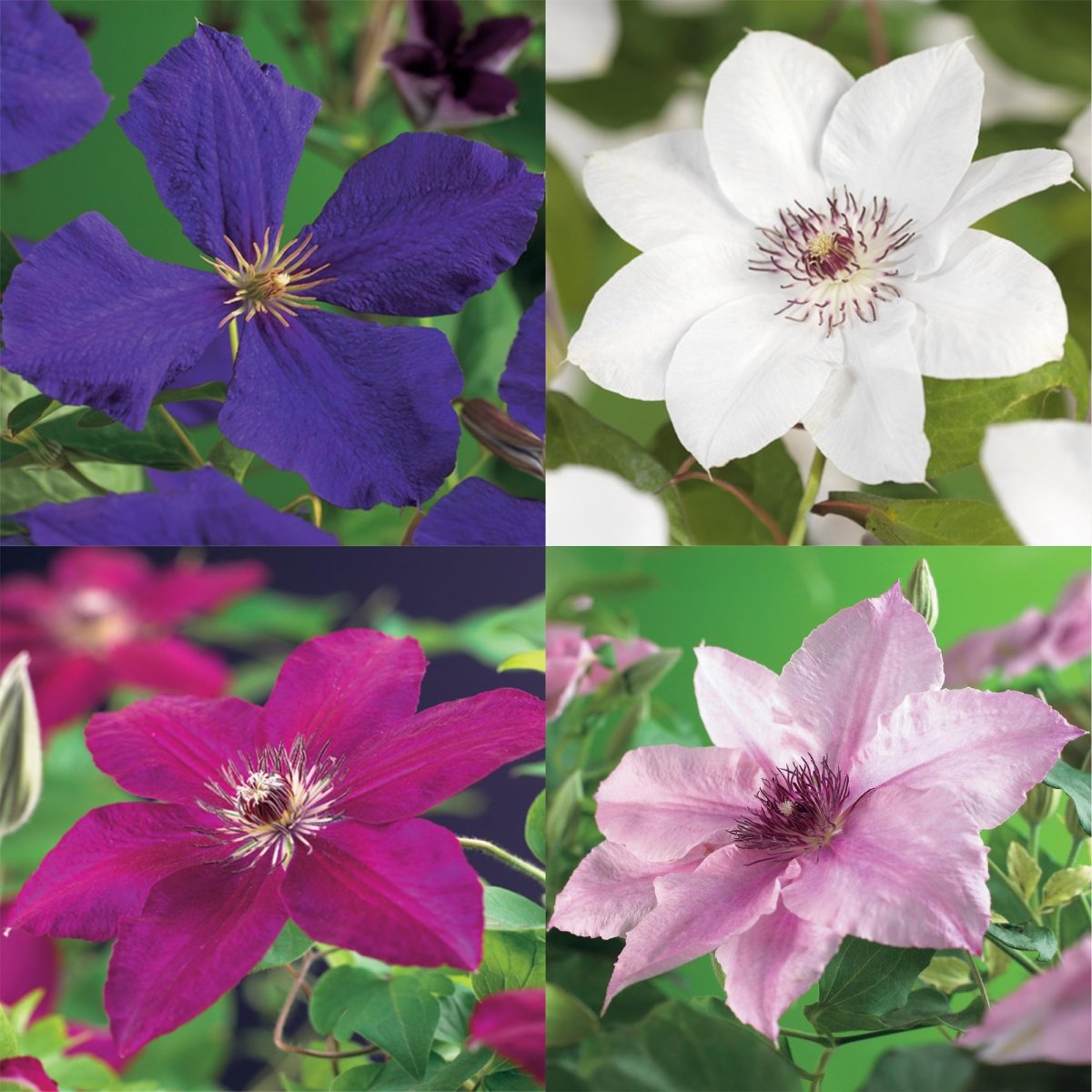 Clematis &