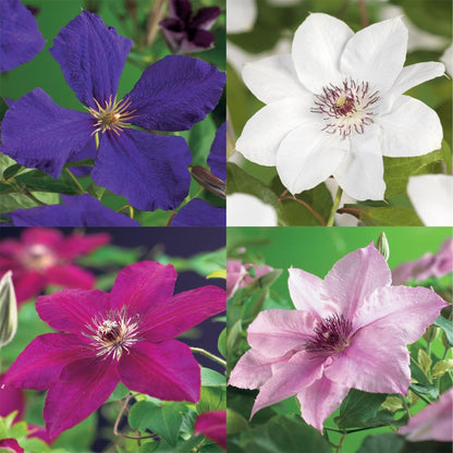 Clematis &