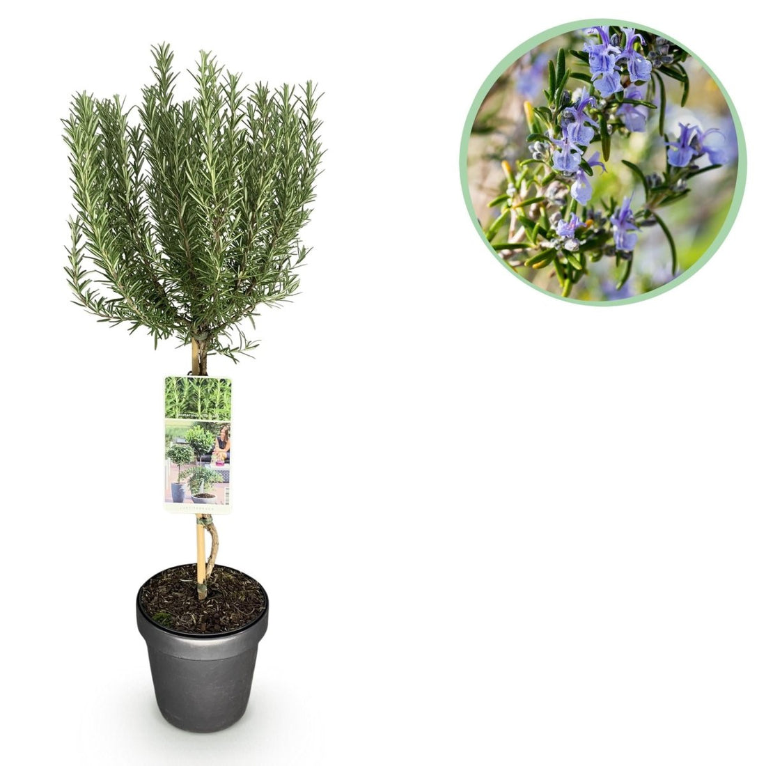 Rosmarinus officinalis - Terrassen Pflanze - Topf 19cm Höhe 90cm - Wurzelwerk Design