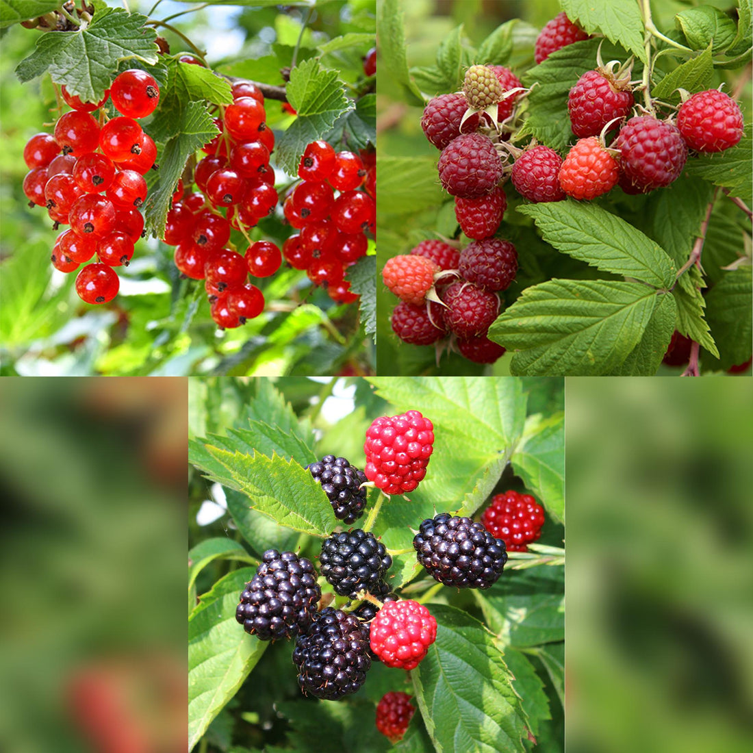 Obstpflanzenmix - Rote Johannisbeere, Rote Himbeere, Schwarze Brombeere - 3 Pflanzen - Topf 11cm Höhe 40cm