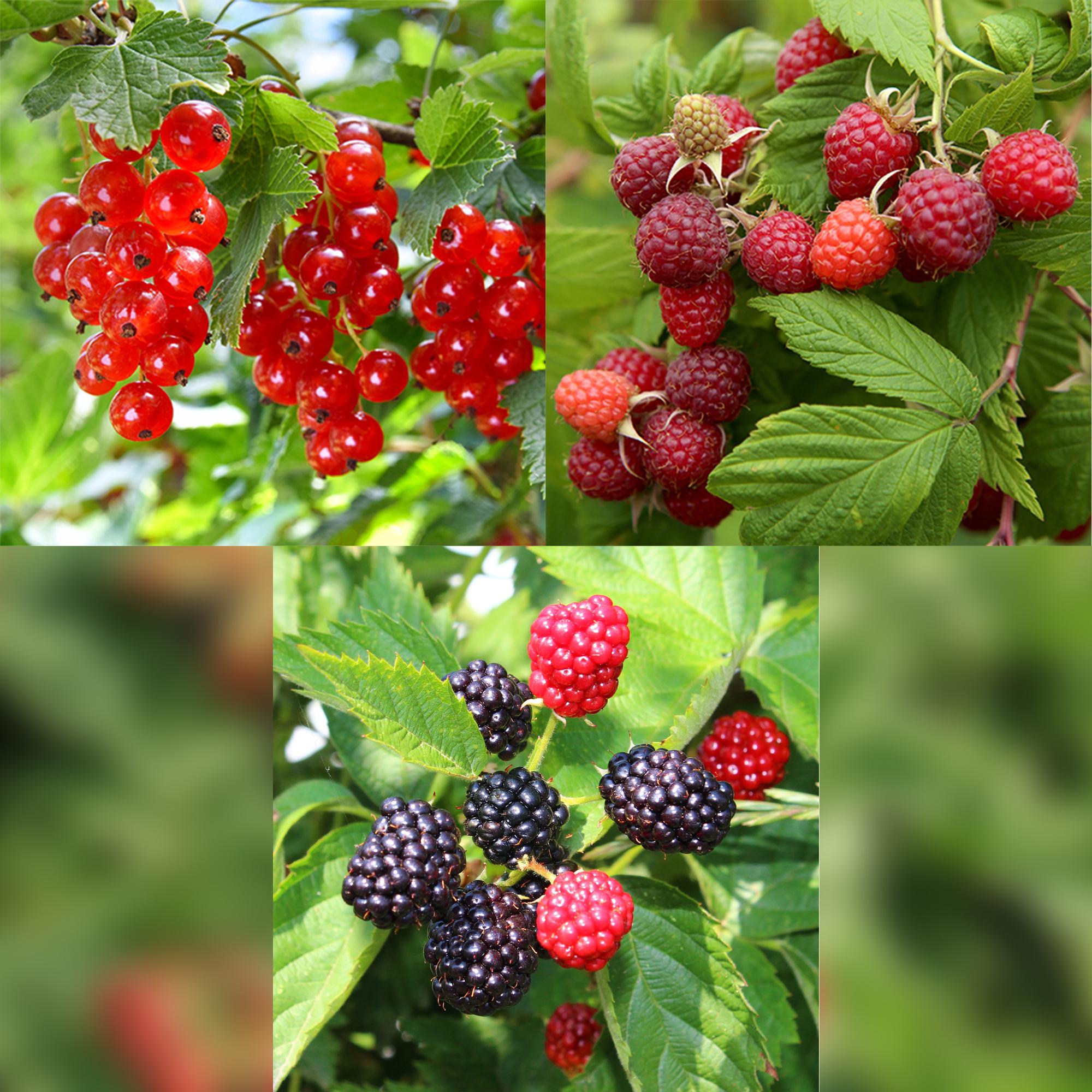 Obstpflanzenmix mit roten Johannisbeeren, roten Himbeeren und schwarzen Brombeeren in Töpfen, Everspring, je 40 cm hoch