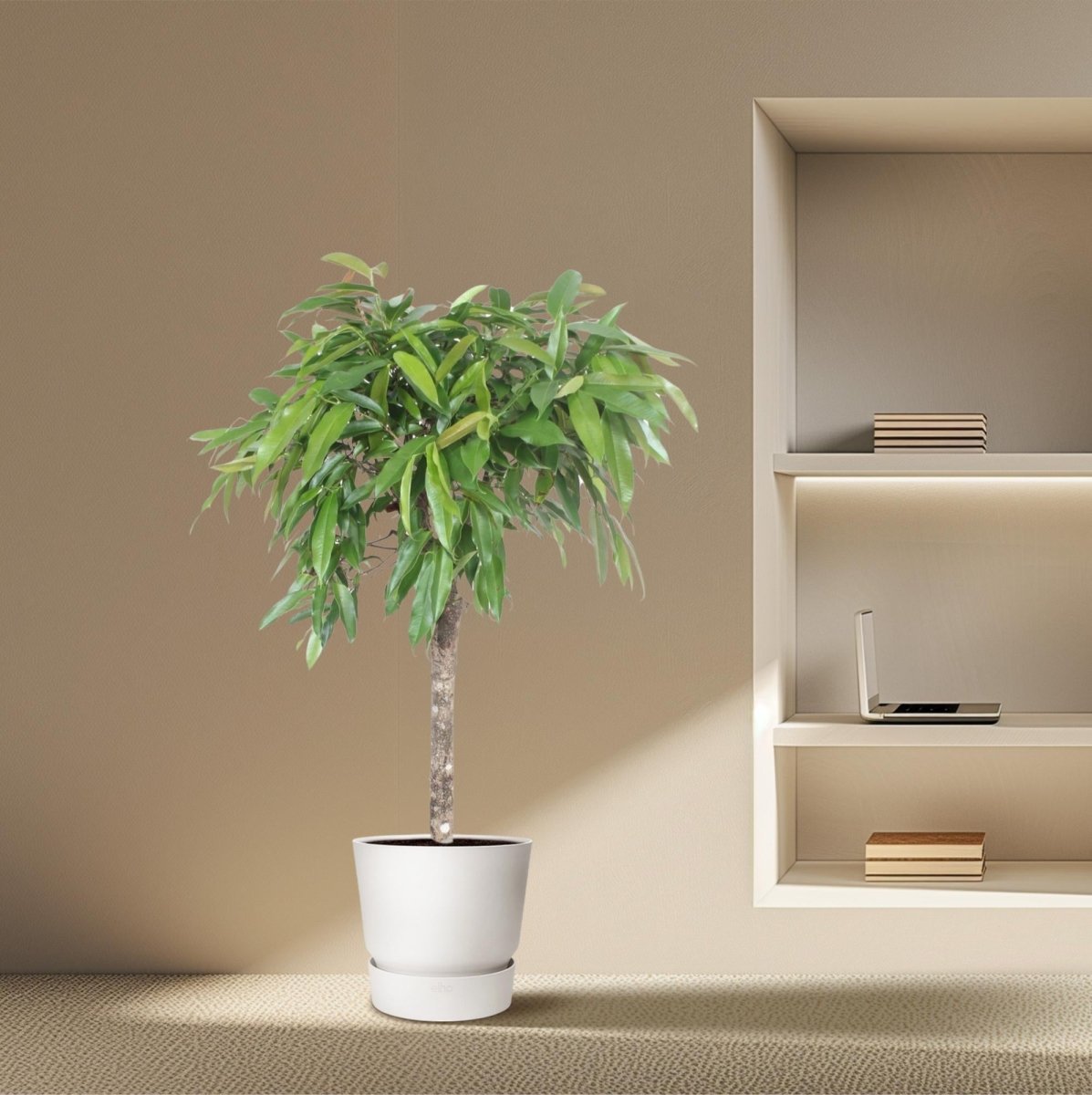Ficus Amstel King – Zimmerpflanze mit geflochtenem Stamm - Wurzelwerk Design