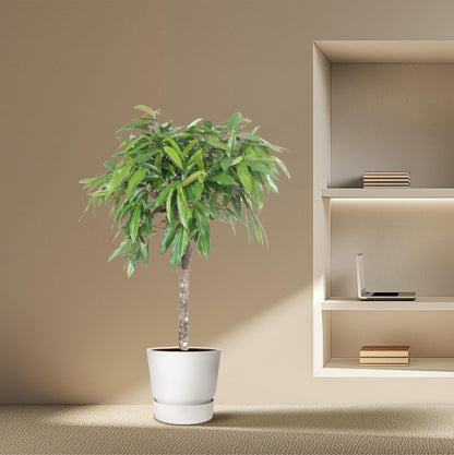 Ficus Amstel King – Zimmerpflanze mit geflochtenem Stamm - Wurzelwerk Design