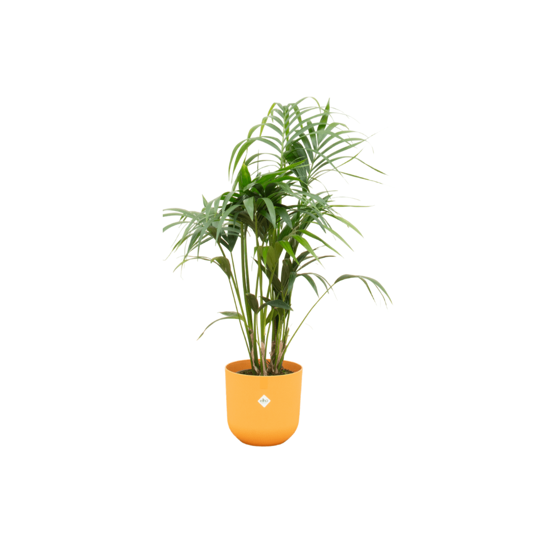 Kentia Palme 130 cm – Elegante Zimmerpalme im Topf - Wurzelwerk Design