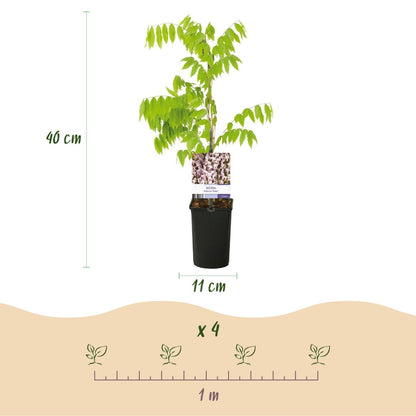 Blauregen Wisteria floribunda &