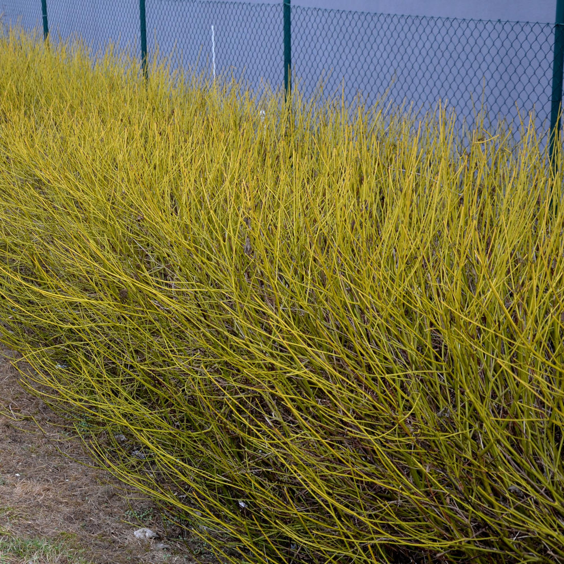 Grüne Zweige der Cornus alba Flaviramea Pflanze in Topf, laubabwerfend, wenig Pflege, ca. 45cm hoch.