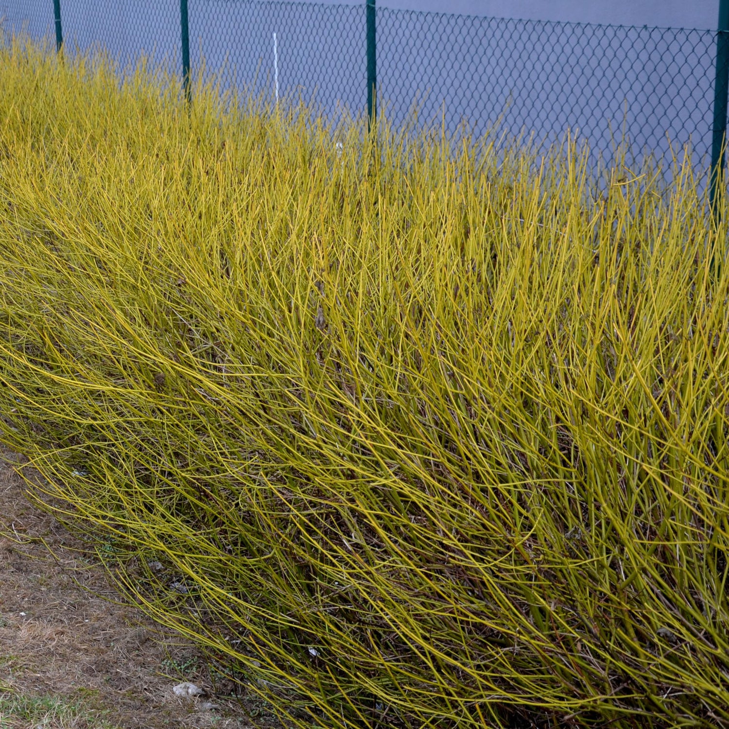 Grüne Zweige der Cornus alba Flaviramea Pflanze in Topf, laubabwerfend, wenig Pflege, ca. 45cm hoch.