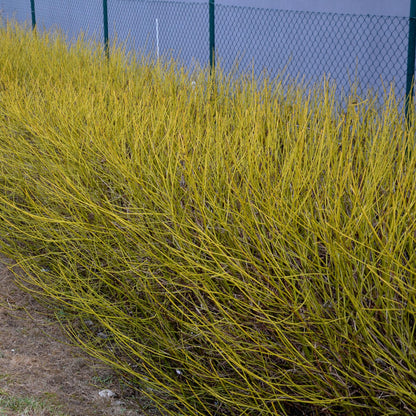 Grüne Zweige der Cornus alba Flaviramea Pflanze in Topf, laubabwerfend, wenig Pflege, ca. 45cm hoch.