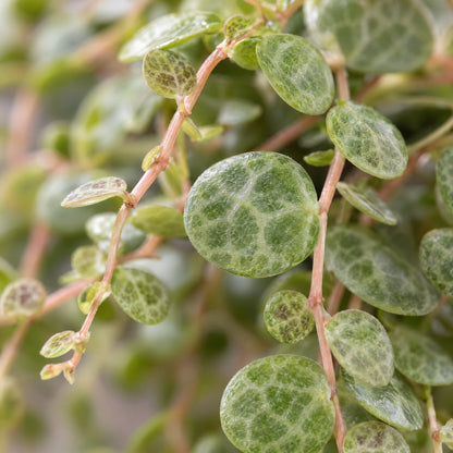 Schildkröten-Peperomie (Peperomia prostrata) Babypflanze mit gemusterten Mini-Blättern – Bild 4