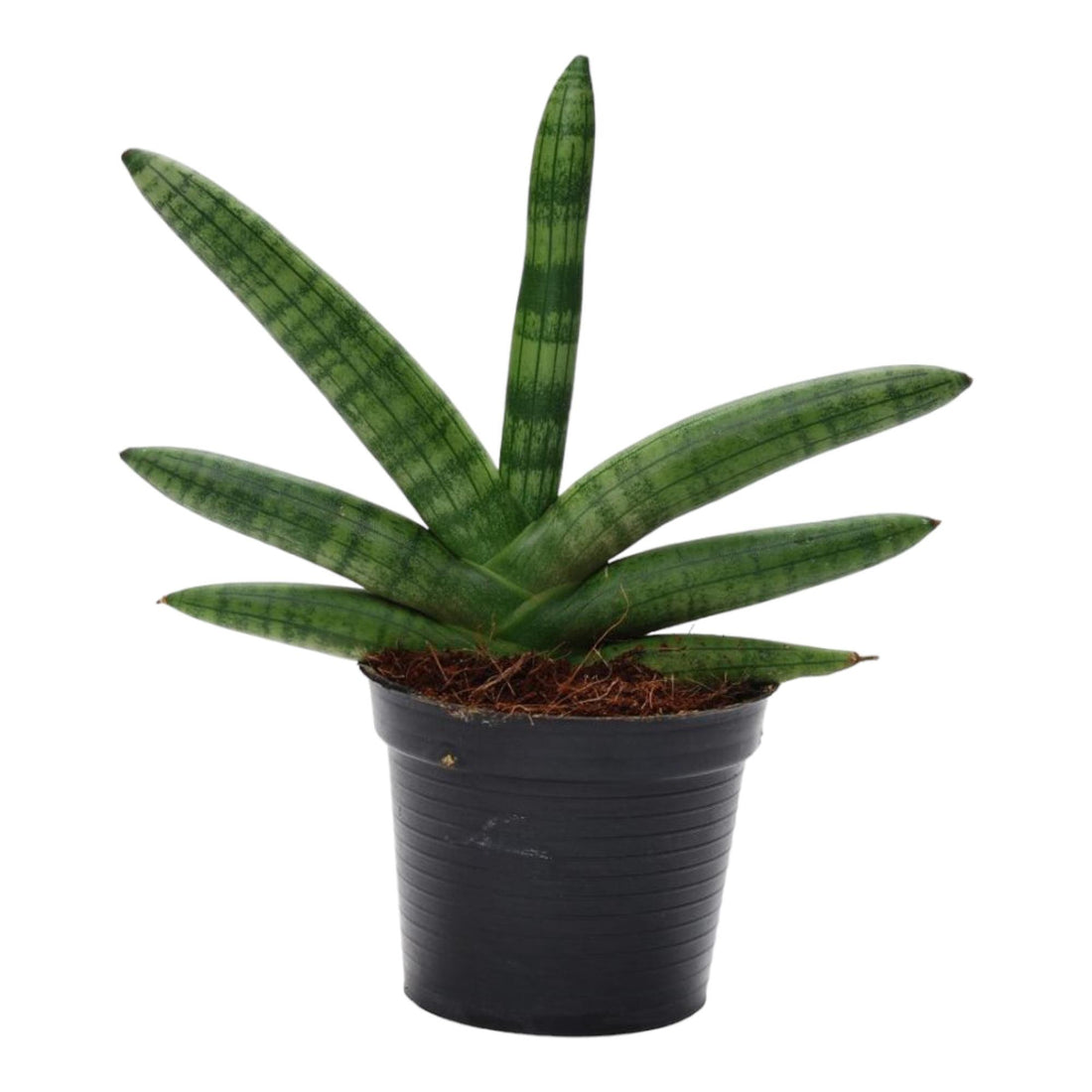 Sansevieria ‘Skyline’ – 25 cm kompakte Design‑Pflanze