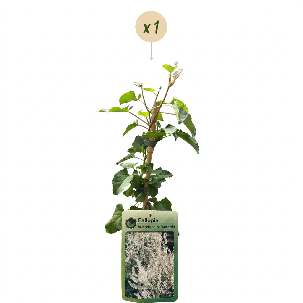Schlingknöterich kaufen – Fallopia aubertii | weiß, Ø 9 cm, Höhe 35 cm - Wurzelwerk Design