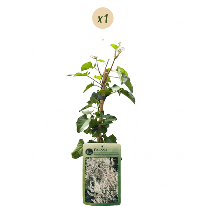 Schlingknöterich kaufen – Fallopia aubertii | weiß, Ø 9 cm, Höhe 35 cm - Wurzelwerk Design