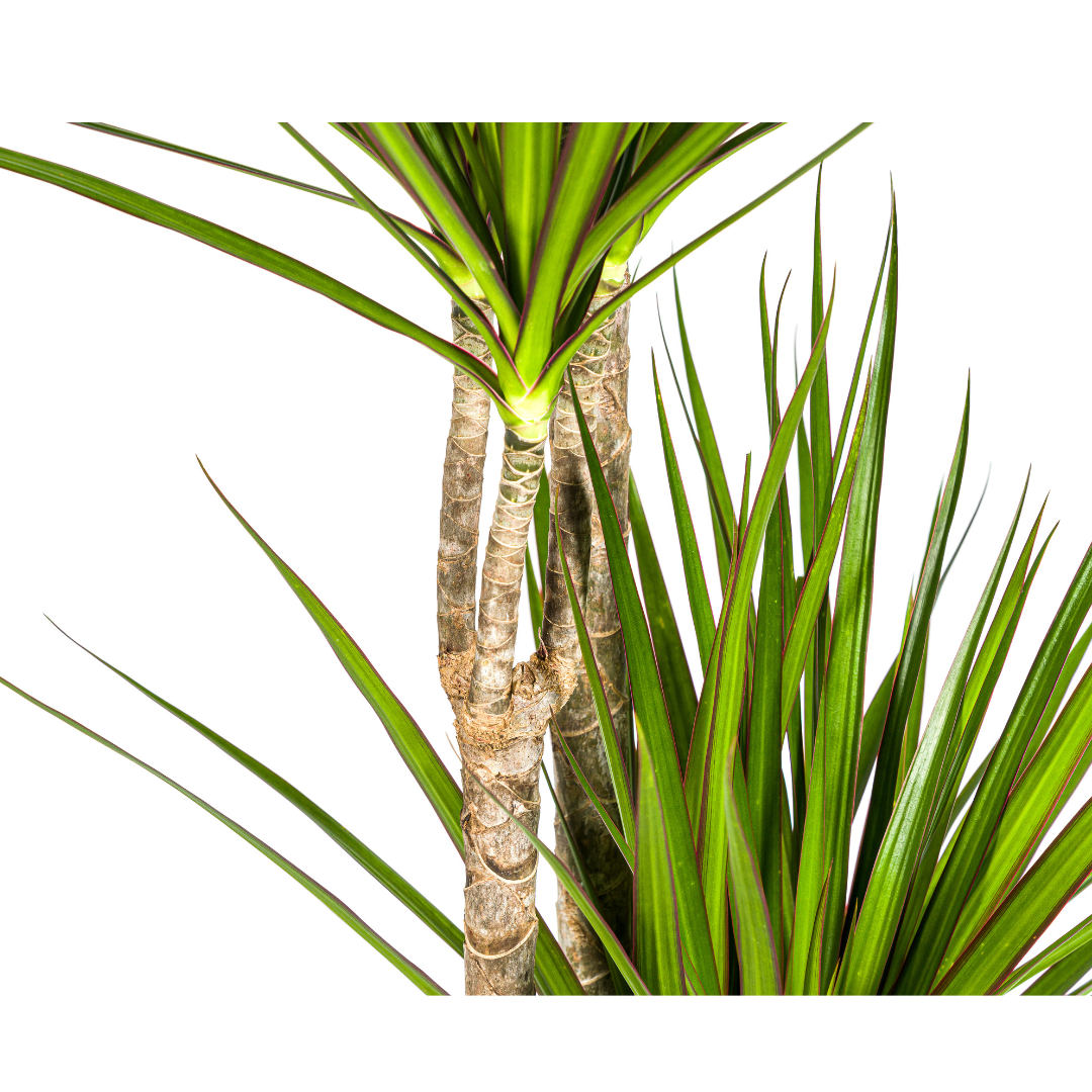 Dracaena Marginata ‘Green’ - Ø 27 cm - 170 - 190 cm - Wurzelwerk Design