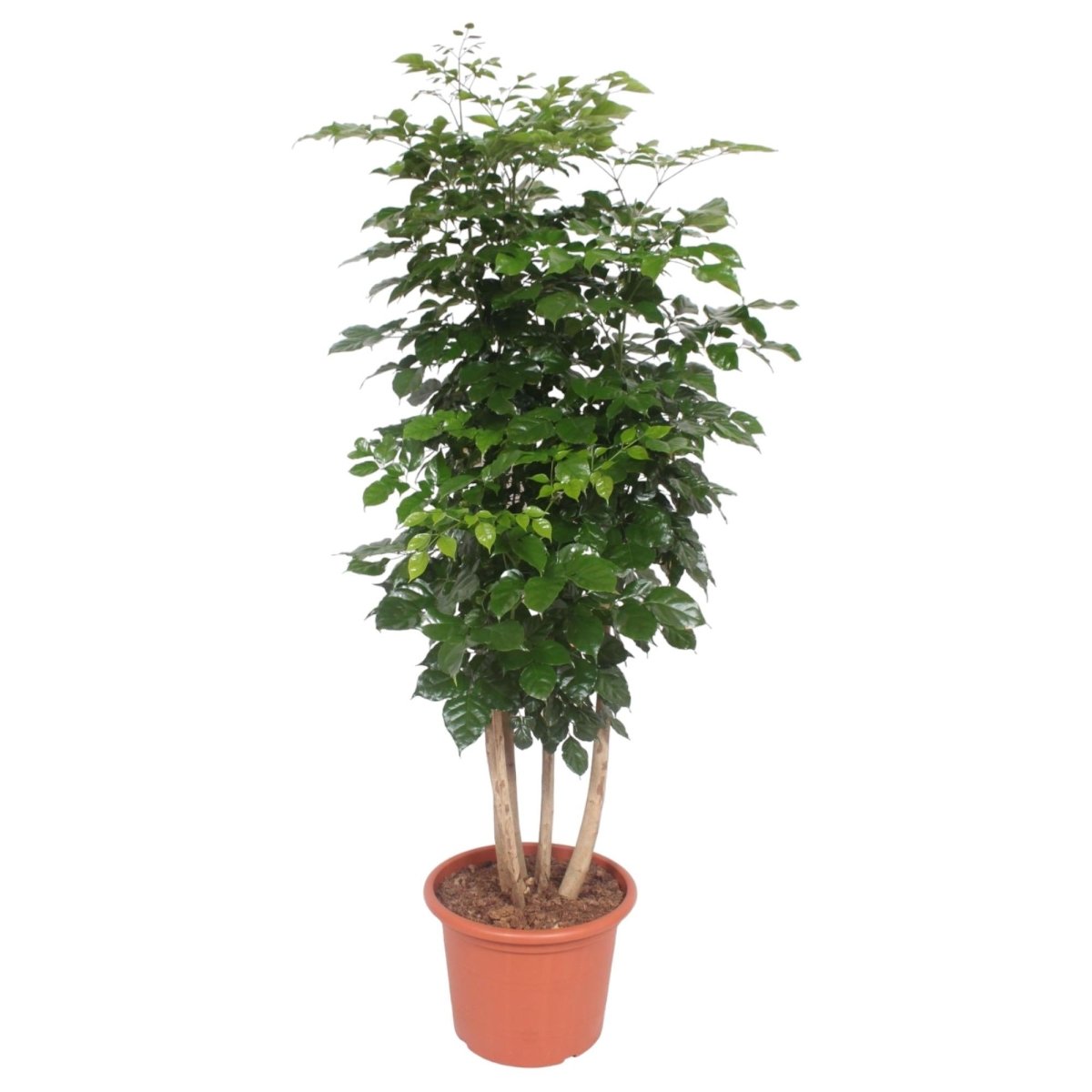 Radermachera hainanensis – 190 cm | Tropischer Blickfang für dein Zuhause - Wurzelwerk Design