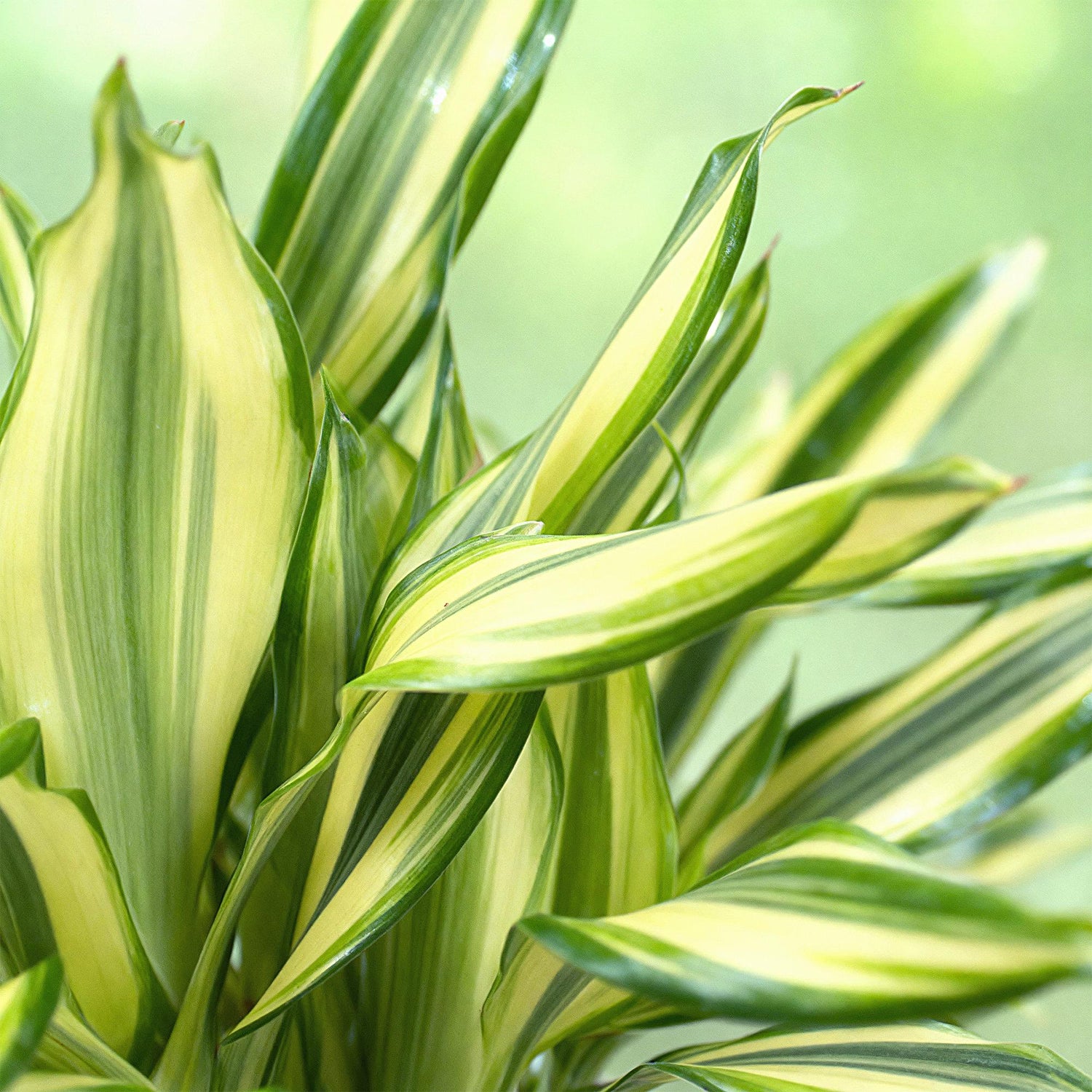 Everspring Dracaena fragrans Diamond Dream, Zierpflanze mit Korb, Höhe 50-55cm, grünes Blattwerk, dekorative Zimmerpflanze