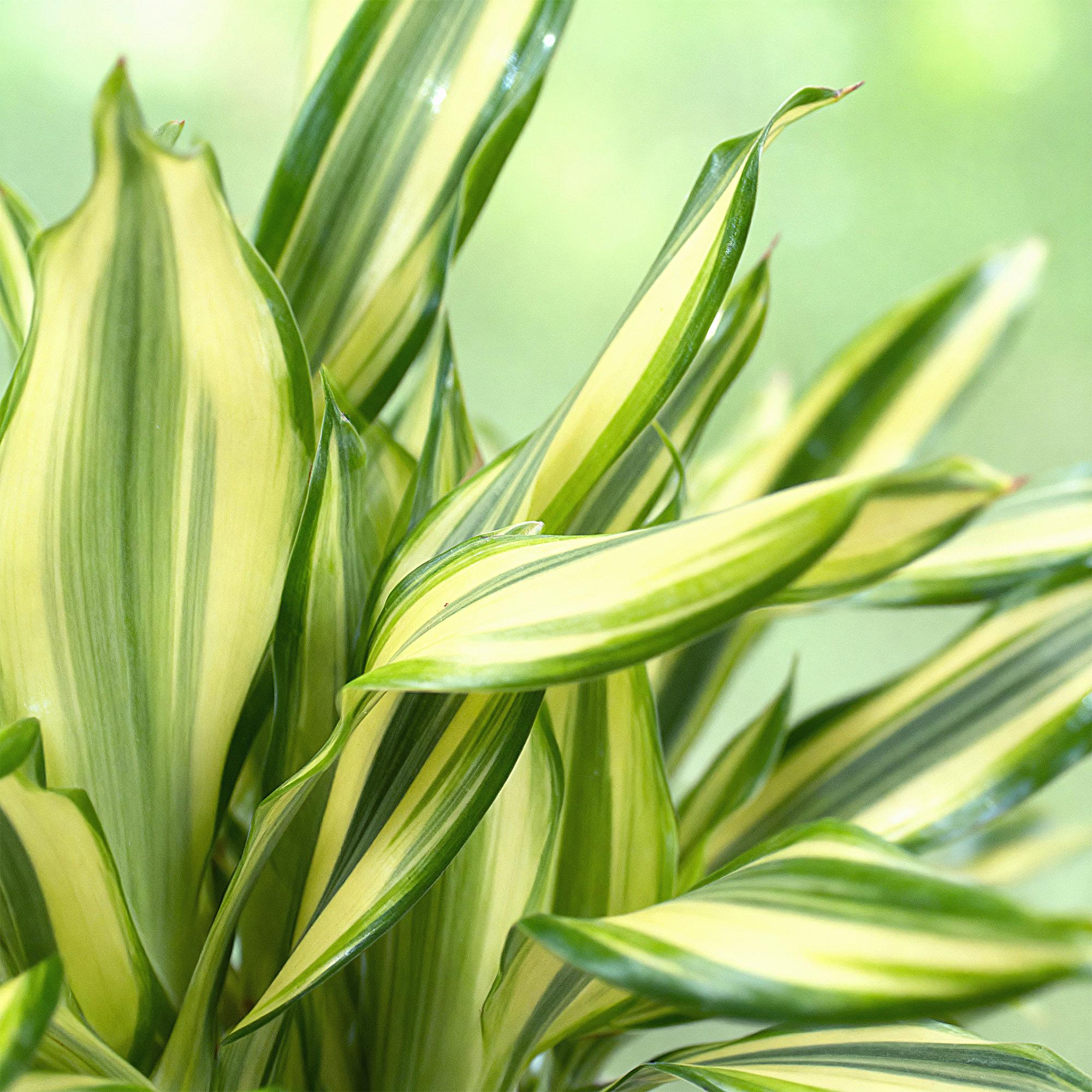 Everspring Dracaena fragrans Diamond Dream, Zierpflanze mit Korb, Höhe 50-55cm, grünes Blattwerk, dekorative Zimmerpflanze