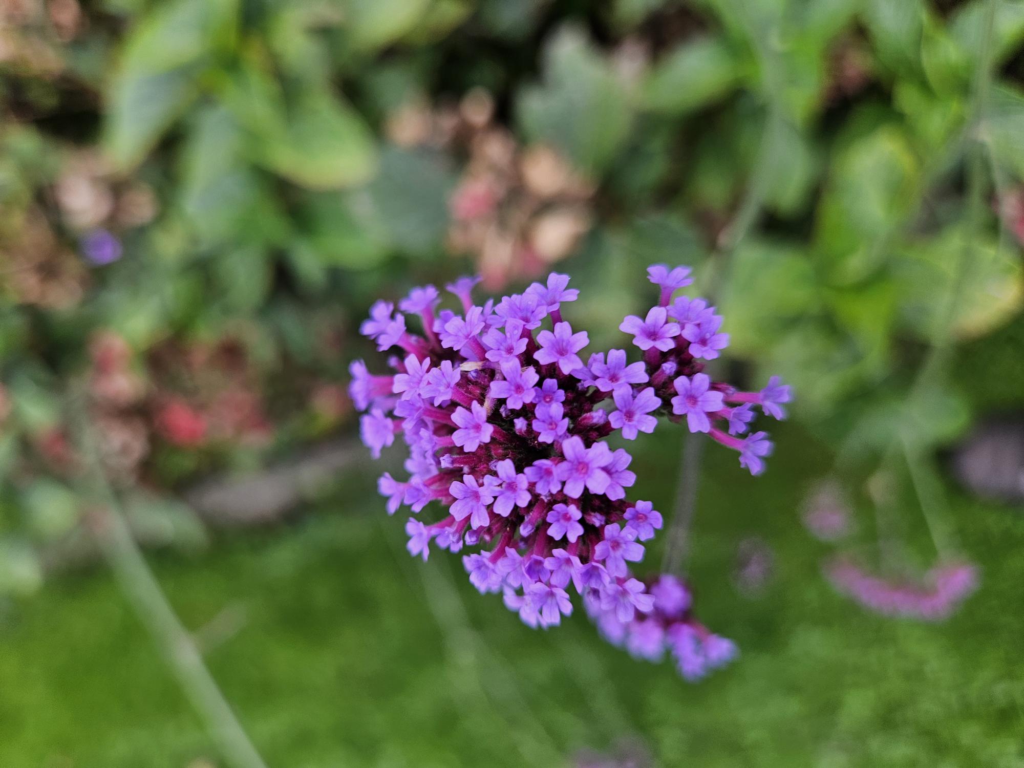 24x Verbena bonariensis – Argentinisches Eisenkraut für Präriegärten &amp; Beete – Höhe 10–25 cm – Ø 9 cm