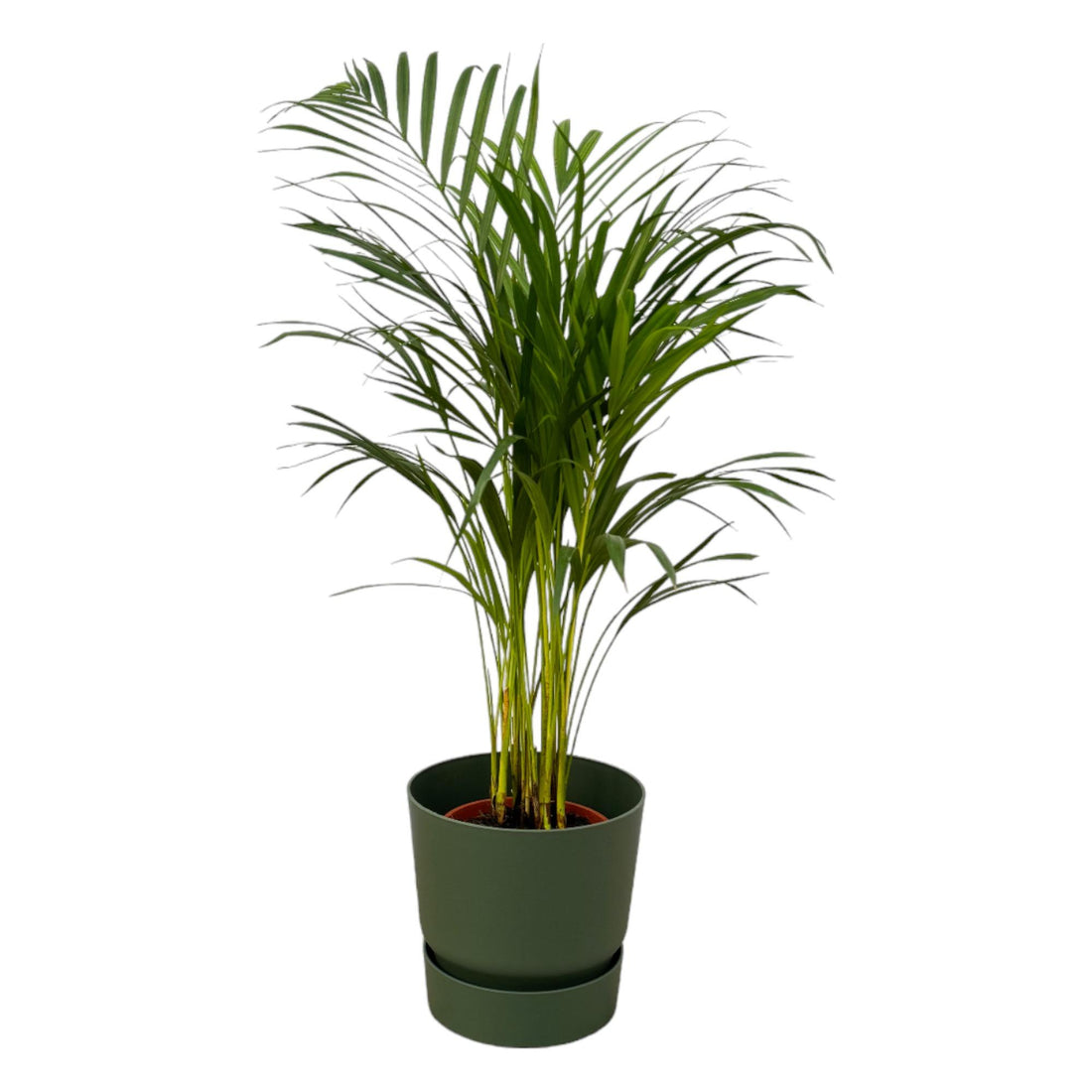Everspring Areca-Palme, 85 cm hoch, in elho Greenville Rundtopf, grün, mit Topf Ø19 cm, inklusive Pflanze und Topf.