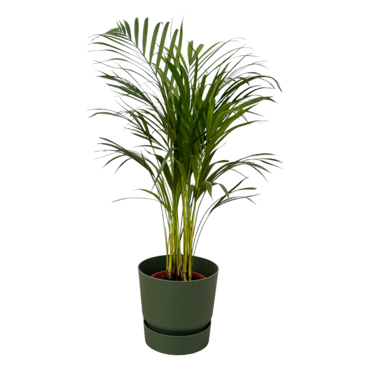 Everspring Areca-Palme, 85 cm hoch, in elho Greenville Rundtopf, grün, mit Topf Ø19 cm, inklusive Pflanze und Topf.