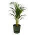Everspring Areca-Palme, 85 cm hoch, in elho Greenville Rundtopf, grün, mit Topf Ø19 cm, inklusive Pflanze und Topf.