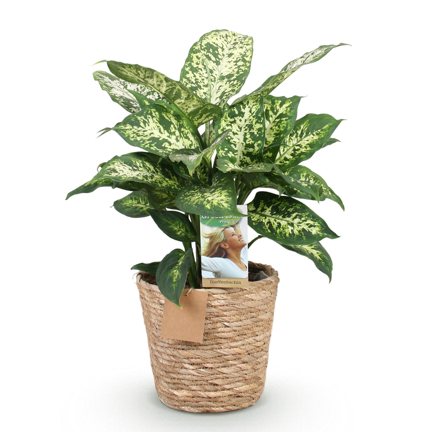Everspring Diefenbachia Compacta Pflanze mit Korb, Höhe 45-50cm, grüne Blätter, dekorative Zimmerpflanze