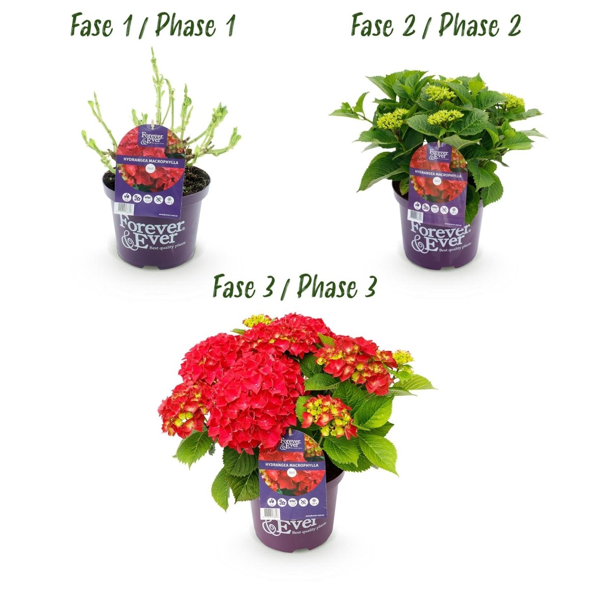 Balkon - Hortensie Forever &amp; Ever Rot – 2 Pflanzen – 7–12 Blüten – Ø23 cm Topf – Höhe ca. 55 cm - Wurzelwerk Design