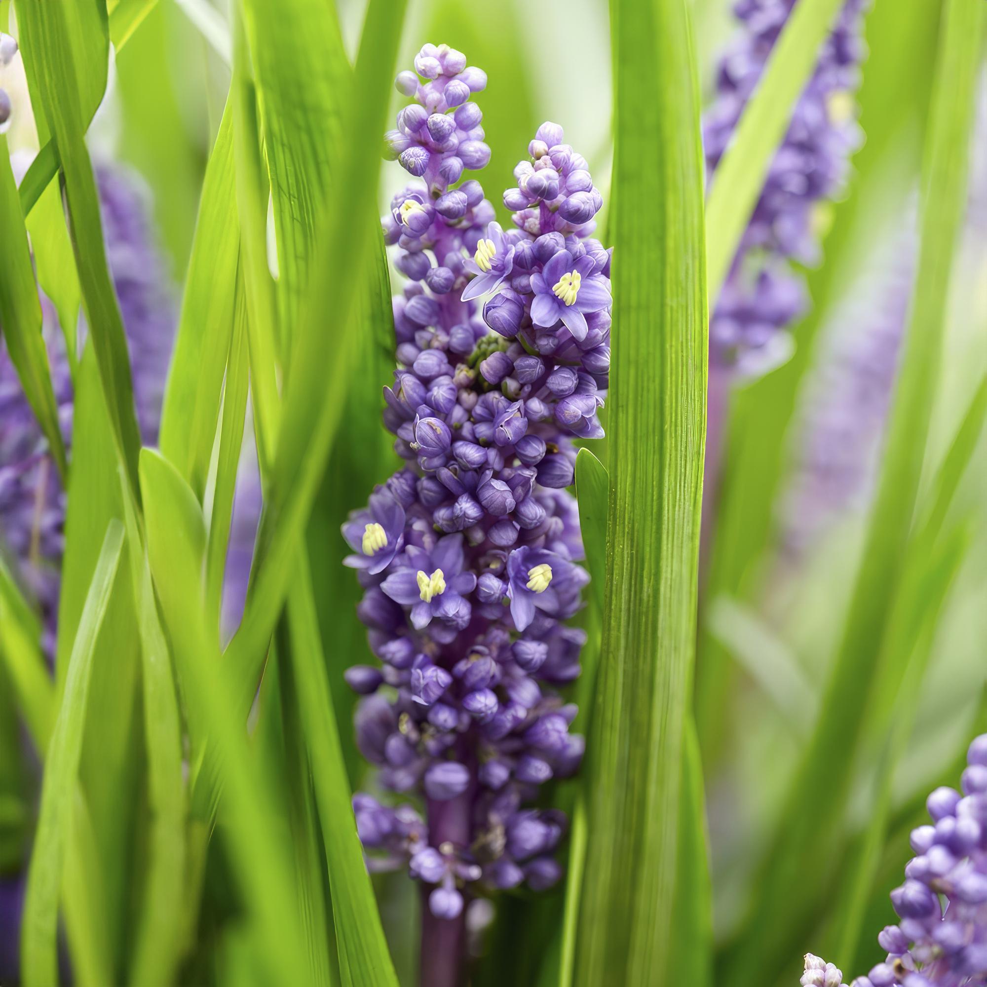 Sechs Liriope muscari &