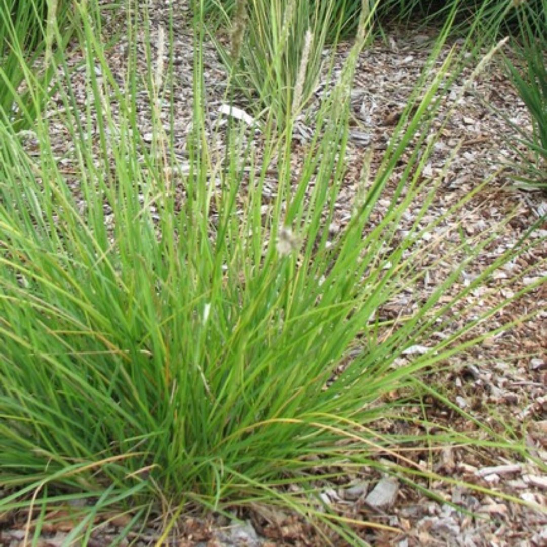 Sechs Sesleria autumnalis Pflanzen in Töpfen, grüne Grasähnliche Blätter, Höhe 10-25cm, Durchmesser 9cm, Everspring.