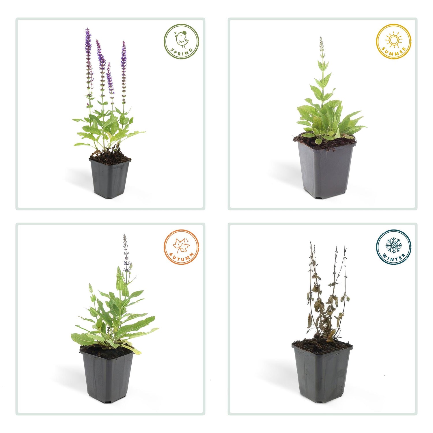 24x Salvia nemorosa ‘Ostfriesland’ – Steppen-Salbei mit violettblauen Blüten – Höhe 10–25 cm – Ø 9 cm