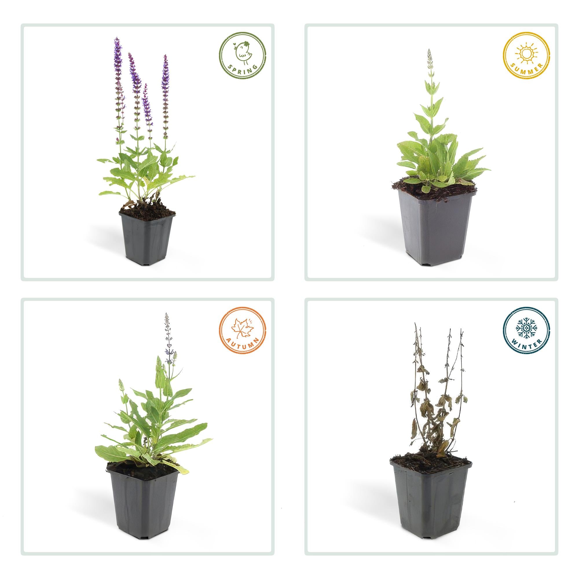 24x Salvia nemorosa ‘Ostfriesland’ – Steppen-Salbei mit violettblauen Blüten – Höhe 10–25 cm – Ø 9 cm