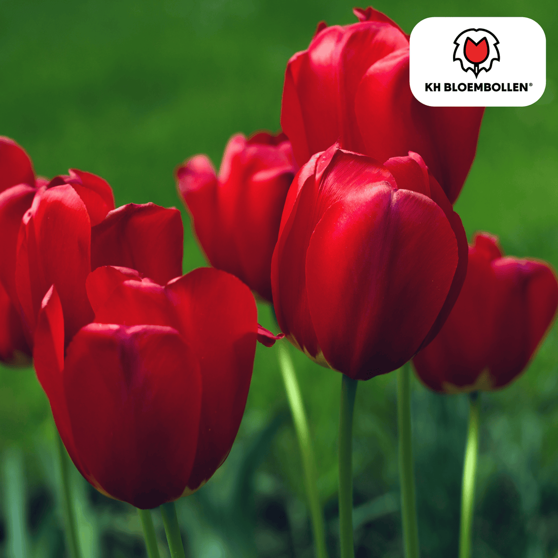 Everspring Tulpenzwiebeln Seadov, 20er-Pack, klassische rote Frühblüher, frisch und gesund für den Garten.