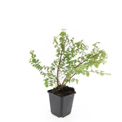 24x Symphoricarpos ch. ‘Hancock’ - Höhe 10 - 25 cm - Ø 9 cm - Wurzelwerk Design