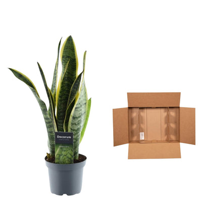 Sansevieria Laurentii – 45 cm Bogenhanf mit gelbem Rand