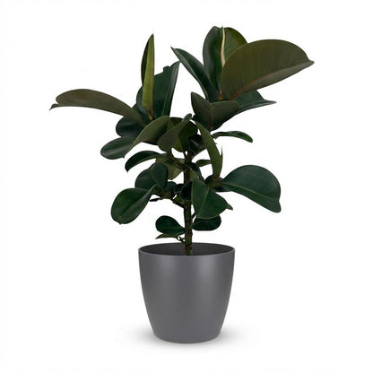Gummibaum kaufen | Ficus Elastica Cloe – Topf Ø 19 cm, Höhe 65 cm - Wurzelwerk Design
