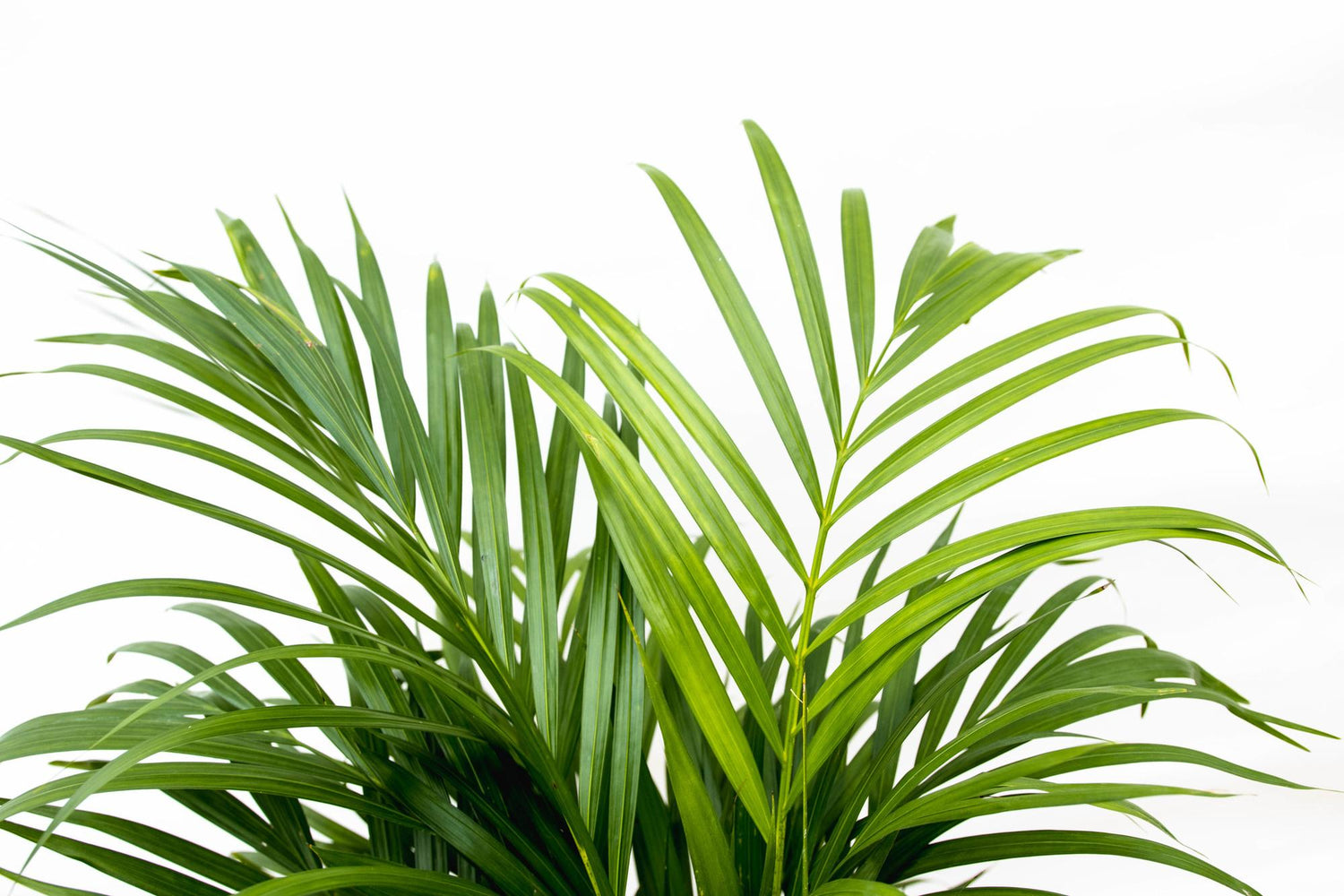 Everspring Areca Palme Dypsis lutescens, 150 cm oder 230 cm, Zimmerpflanze mit gefiederten Blättern, Topf nicht sichtbar