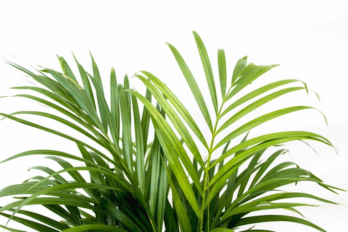 Areca Palme (Dypsis lutescens) 150 cm oder 230 cm - Wurzelwerk Design