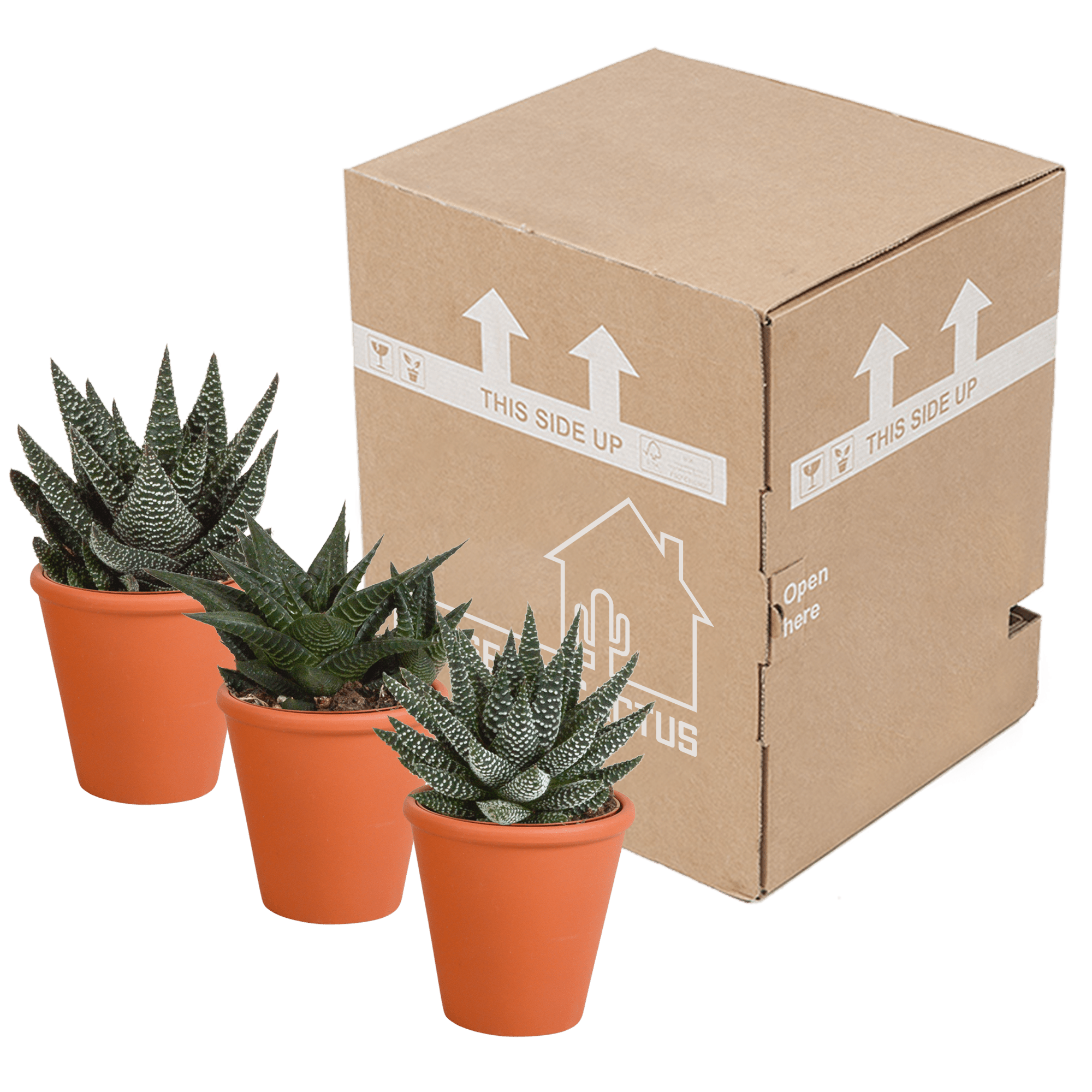 Drei Everspring Gasteria und Haworthia Pflanzen in Terracotta-Töpfen, jeweils Ø 8,5 cm, auf hellen Hintergrund.