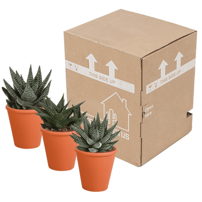 Drei Everspring Gasteria und Haworthia Pflanzen in Terracotta-Töpfen, jeweils Ø 8,5 cm, auf hellen Hintergrund.