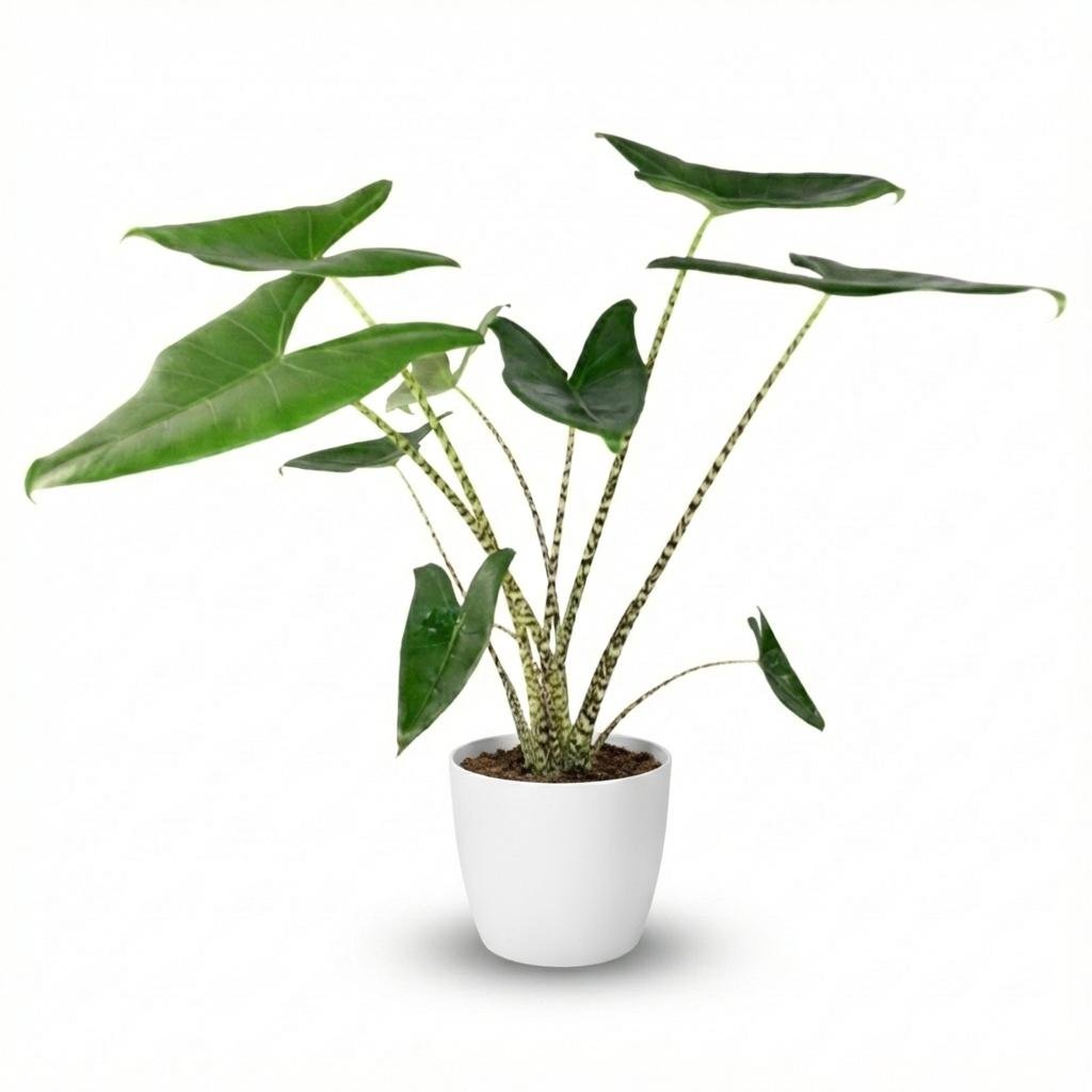 Alocasia zebrina Pflanze von Everspring, 70–75 cm hoch, mit gestreiften Blättern im Topf, dekorative Zimmerpflanze