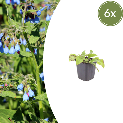 Sechs Symphytum grandiflorum &