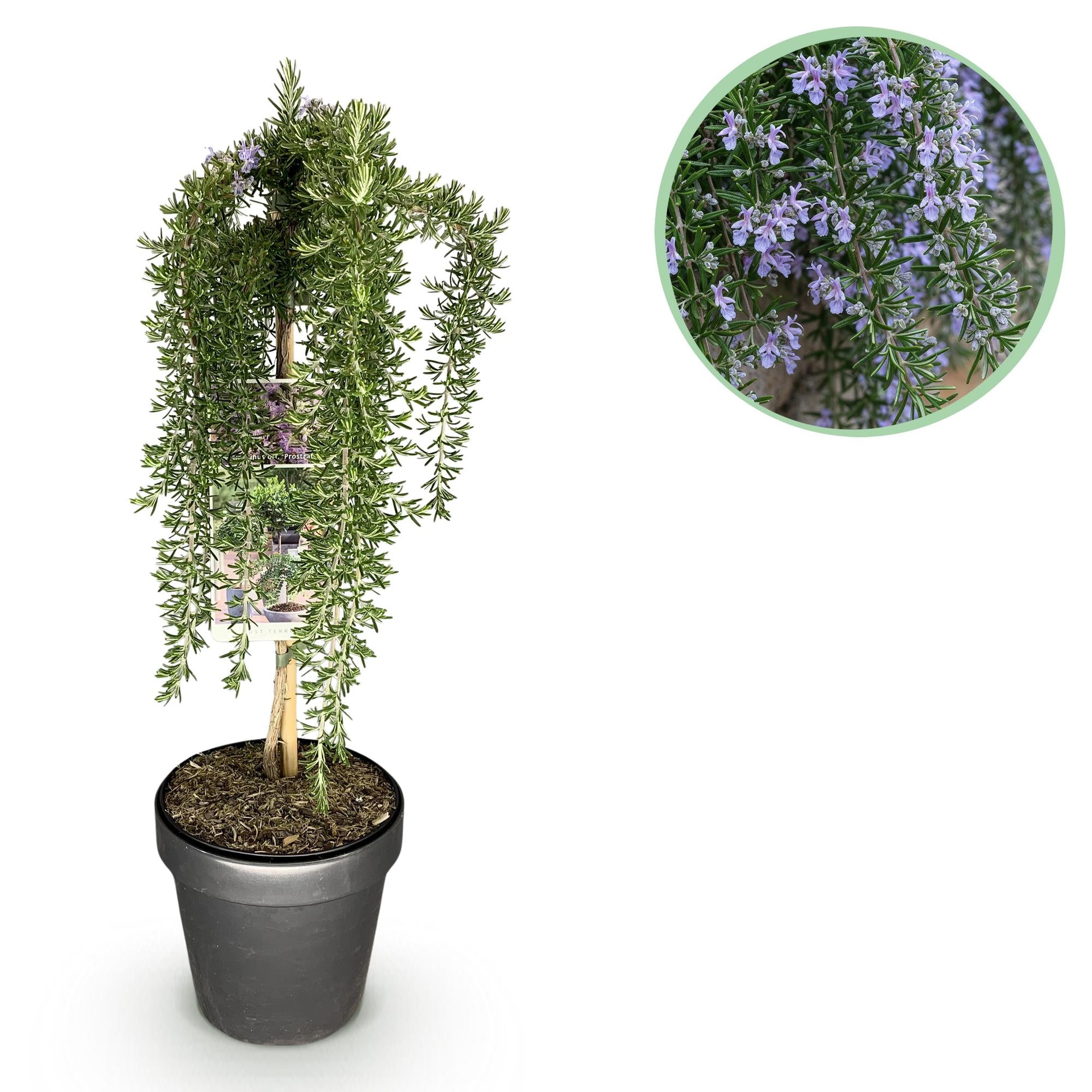 Rosmarinus officinalis Prostratus - Terrassenpflanze - Topf 19cm Höhe 70 - 90cm