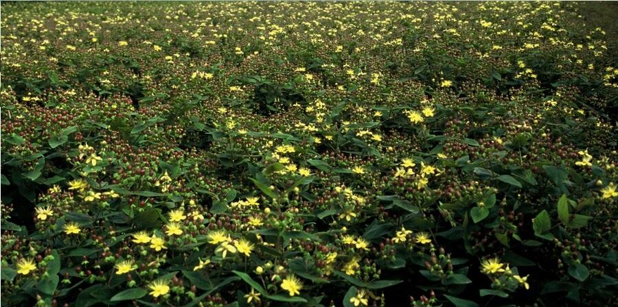 Sechs Hypericum inodorum &