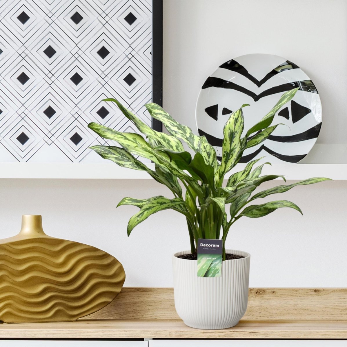 Aglaonema Juliette - 40 cm - Ø 12 cm - Wurzelwerk Design