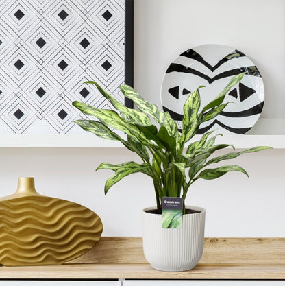 Aglaonema Juliette - 40 cm - Ø 12 cm - Wurzelwerk Design