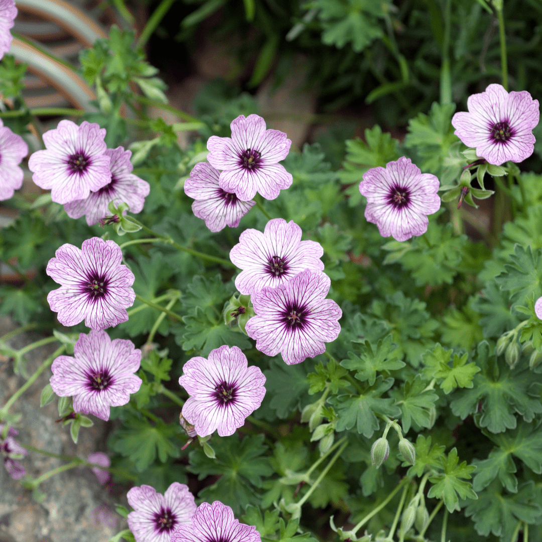 Sechs Geranium &