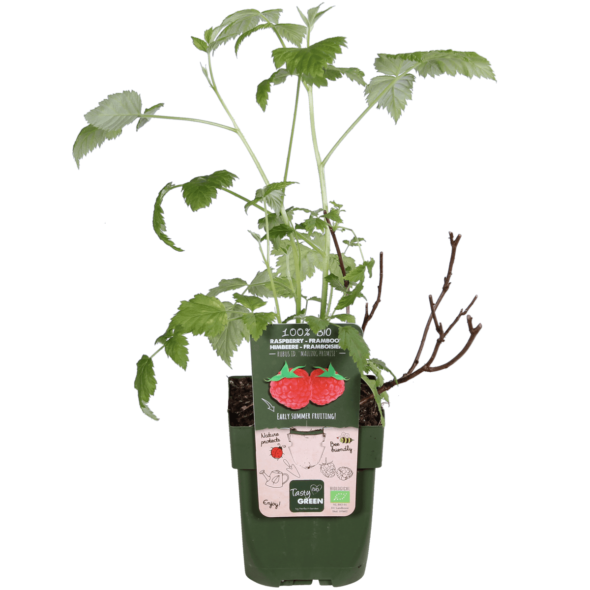 Himbeerpflanze ‚Malling Promise‘ von Everspring im 13 cm Topf, saftige rote Beeren und grüne Blätter, sommerliche Fruchtpflanze