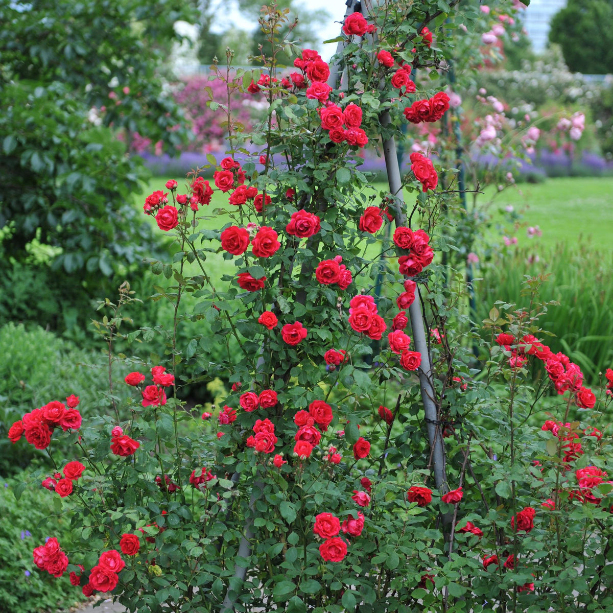 Zwei Everspring Kletterrosen Rosa Paul Scarlet Climber mit roten Blüten in Töpfen, ca. 40cm hoch, wenig Pflege.