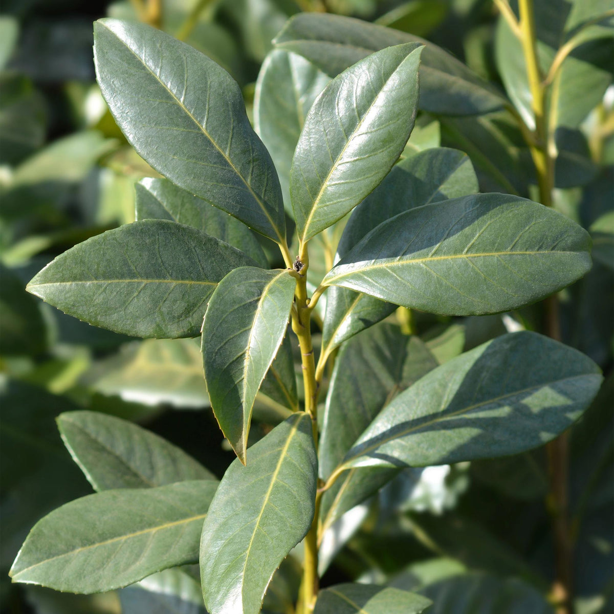 Heckenpflanzen Kirschlorbeer ‘Caucasica’ von Everspring, 8 Pflanzen, Höhe 30-35 cm, für 1 Meter Hecke